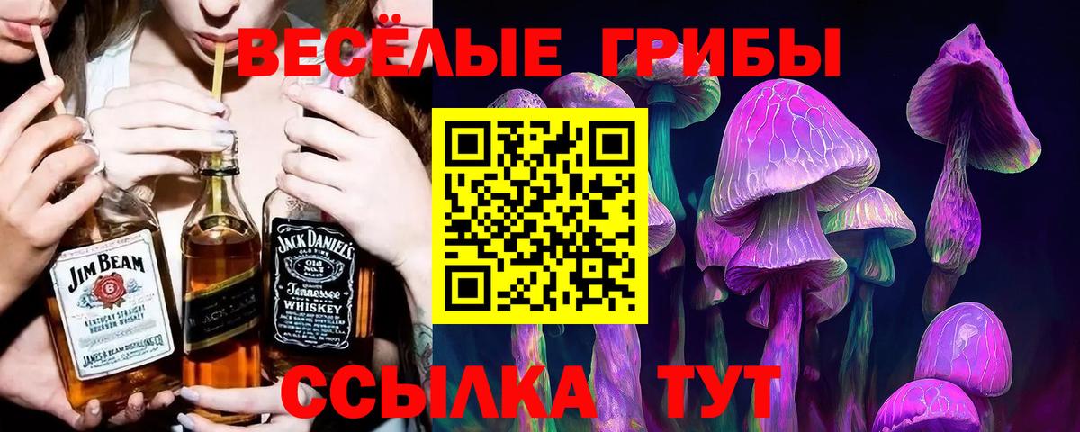 Галлюциногенные грибы Psilocybe Кубинка
